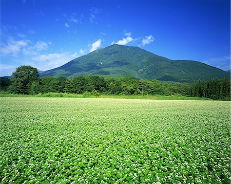 simsearch:859-07284126,k - Mt. Kurohime And Buckwheat Field, Nagano, Japan Photographie de stock - Rights-Managed, Code: 859-07283131