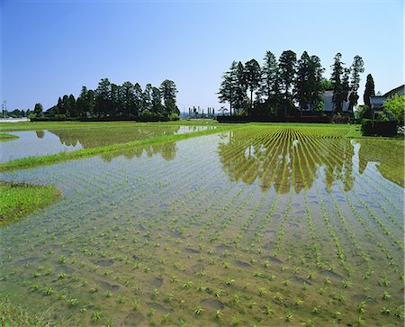 Tonami Plain, Toyama, Japan Foto de stock - Con derechos protegidos, Código: 859-07283342