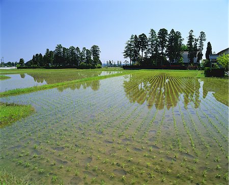 rice fields or rice farms - Tonami Plain, Toyama, Japan Stock Photo - Rights-Managed, Code: 859-07283342