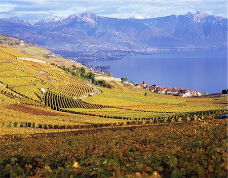 simsearch:859-07284279,k - Lavaux, Vineyard Terraces, Switzerland Foto de stock - Con derechos protegidos, Código: 859-07283351