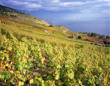 simsearch:859-07283129,k - Lavaux, Vineyard Terraces, Switzerland Foto de stock - Con derechos protegidos, Código: 859-07283352