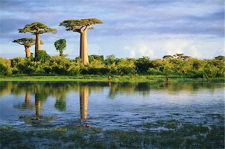 Baobab, Madagascar Photographie de stock - Rights-Managed, Code: 859-07283361