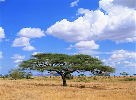 savane - Serengeti National Park, Tanzania Photographie de stock - Rights-Managed, Code: 859-07283494