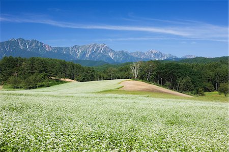 simsearch:859-07150261,k - Buckwheat Field And North Alps, Nagano, Japan Stock Photo - Rights-Managed, Code: 859-07283520
