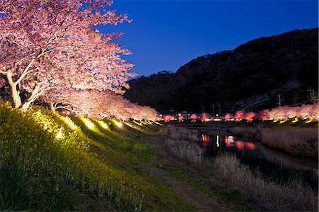 simsearch:859-07284362,k - Cherry Blossoms Of Minami, Shizuoka, Japan Foto de stock - Con derechos protegidos, Código: 859-07283818
