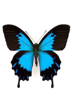 swallowtail butterfly - Ulysses butterfly Stock Photo - Rights-Managed, Code: 859-07310593