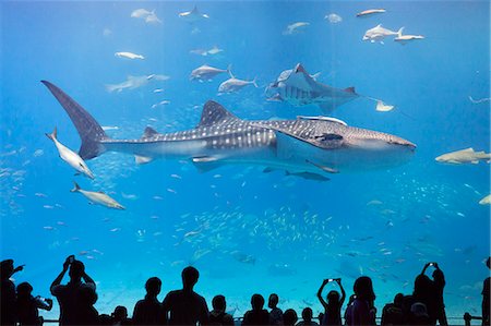 Shark Stock Photo - Rights-Managed, Code: 859-07310607