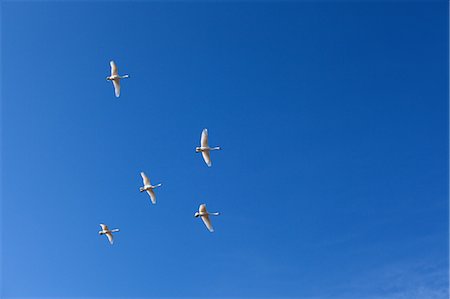 feder (vogel) - Swans, Japan Stockbilder - Lizenzpflichtiges, Bildnummer: 859-07310601