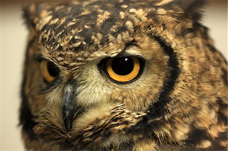 Horned owl Photographie de stock - Rights-Managed, Code: 859-07310611