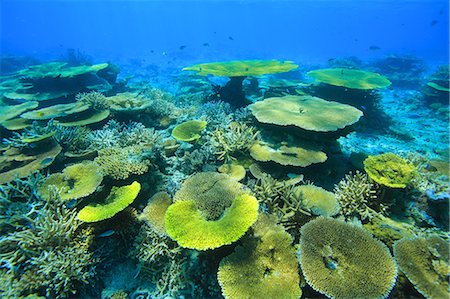 simsearch:859-07150280,k - Coral reef, Okinawa Foto de stock - Con derechos protegidos, Código: 859-07310624