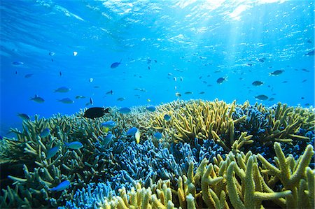 swimming with rays - Coral reef Stock Photo - Rights-Managed, Code: 859-07310625