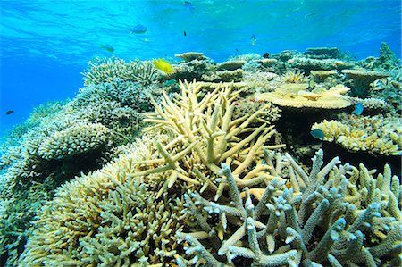 simsearch:859-07150285,k - Coral reef, Okinawa Photographie de stock - Rights-Managed, Code: 859-07310626