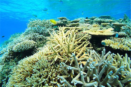 simsearch:859-07150280,k - Coral reef, Okinawa Foto de stock - Con derechos protegidos, Código: 859-07310626