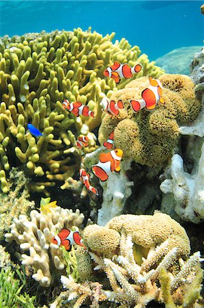 simsearch:859-07310682,k - Clownfish Foto de stock - Con derechos protegidos, Código: 859-07310629