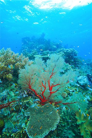 simsearch:859-07310808,k - Coral reef Stockbilder - Lizenzpflichtiges, Bildnummer: 859-07310630