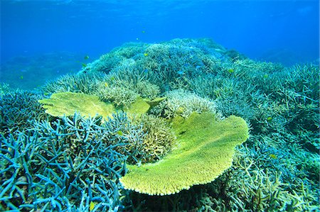 simsearch:859-07150285,k - Coral reef Photographie de stock - Rights-Managed, Code: 859-07310631