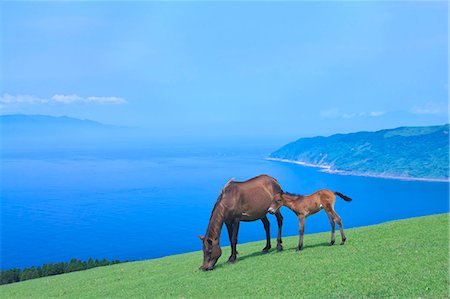 Horses, Japan Stock Photo - Rights-Managed, Code: 859-07310646