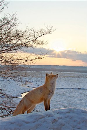 raposa vermelha - Red fox, Hokkaido Foto de stock - Direito Controlado, Número: 859-07310641