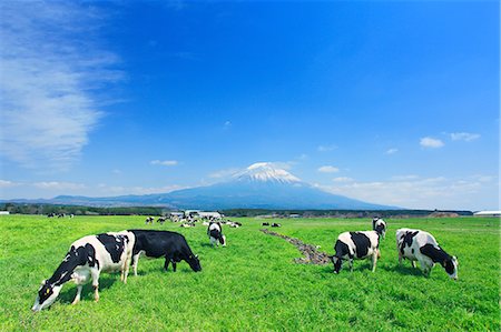 dairy cow grass - Grazing cows, Japan Stock Photo - Rights-Managed, Code: 859-07310659