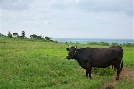 Cattle Fotografie stock - Rights-Managed, Codice: 859-07310650