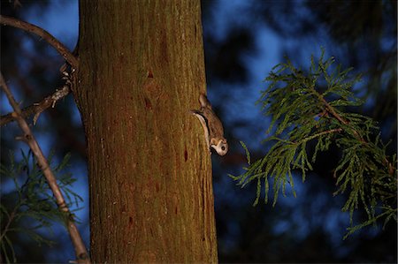 dark green - Flying squirrel Photographie de stock - Rights-Managed, Code: 859-07310664