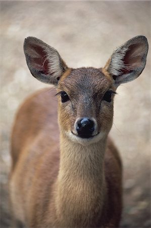 Four-horned antelope Foto de stock - Con derechos protegidos, Código: 859-07310669