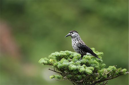 simsearch:859-07310774,k - Spotted Nutcracker Foto de stock - Con derechos protegidos, Código: 859-07310663