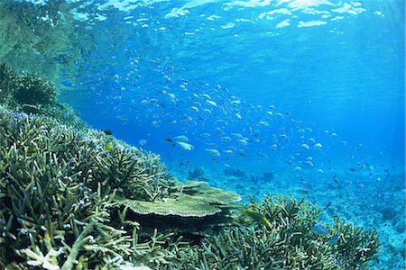 pomacentridae - Damselfish school Photographie de stock - Rights-Managed, Code: 859-07310674