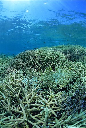 simsearch:859-07150280,k - Coral reef Foto de stock - Con derechos protegidos, Código: 859-07310675