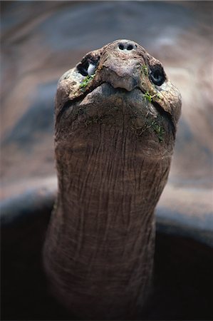 Galapagos giant tortoise Foto de stock - Con derechos protegidos, Código: 859-07310670
