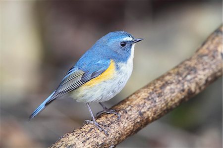Red-Flanked Bluetail Stock Photo - Rights-Managed, Code: 859-07310672