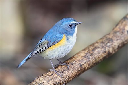 simsearch:622-07760620,k - Red-Flanked Bluetail Photographie de stock - Rights-Managed, Code: 859-07310672