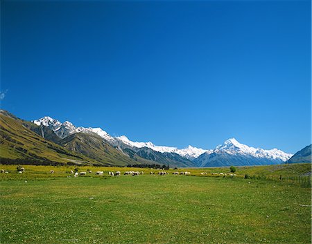 Sheep herd, New Zealand Stockbilder - Lizenzpflichtiges, Bildnummer: 859-07310688