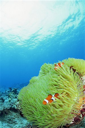 simsearch:859-07150285,k - Clownfish Photographie de stock - Rights-Managed, Code: 859-07310682