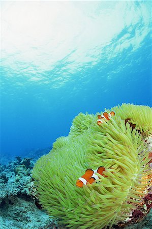 simsearch:859-07310805,k - Clownfish Foto de stock - Con derechos protegidos, Código: 859-07310682