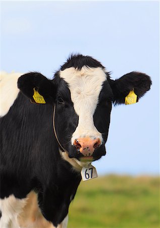 Holstein cow, Nagano Prefecture Foto de stock - Con derechos protegidos, Código: 859-07310701