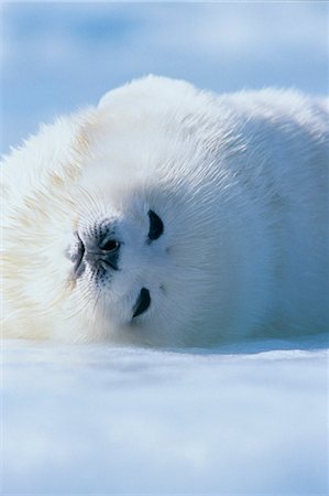 harp seal pup wallpaper