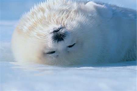 feel - Seal Stock Photo - Rights-Managed, Code: 859-07310727