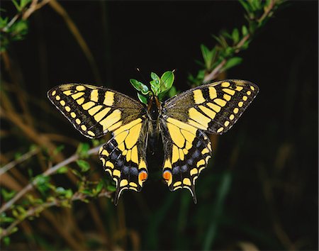 papilio machaon - Papilio Machaon Foto de stock - Con derechos protegidos, Código: 859-07310723