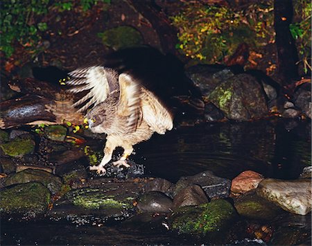 simsearch:859-08244499,k - Blakistons Fish Owl Fotografie stock - Rights-Managed, Codice: 859-07310730