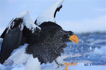 Eagle, Hokkaido Foto de stock - Con derechos protegidos, Código: 859-07310733