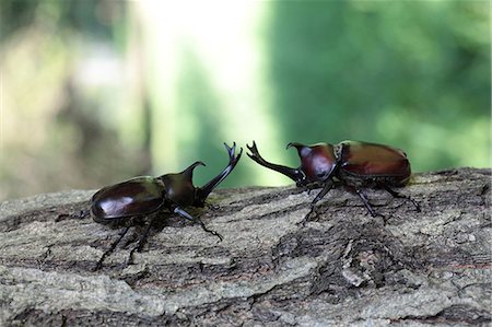 Beetles Stock Photo - Rights-Managed, Code: 859-07310748