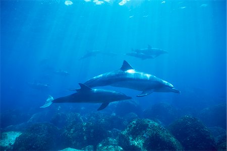 dolphins ocean - Bottlenose dolphins Stock Photo - Rights-Managed, Code: 859-07310741