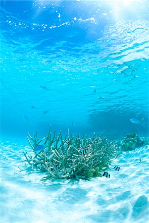 fishes in the coral reef - Fish school Stock Photo - Rights-Managed, Code: 859-07310743