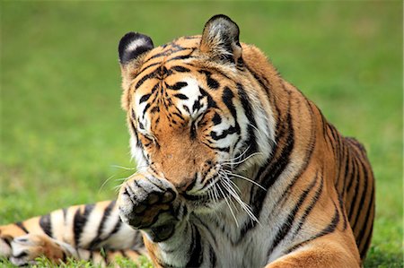 Tiger, India Stock Photo - Rights-Managed, Code: 859-07310754