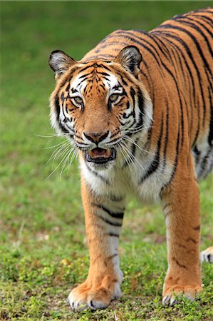 Tiger, India Photographie de stock - Rights-Managed, Code: 859-07310755