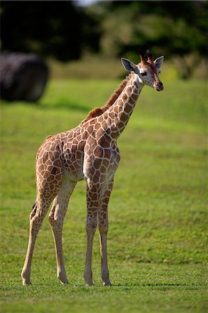 Giraffe, Africa Photographie de stock - Rights-Managed, Code: 859-07310759