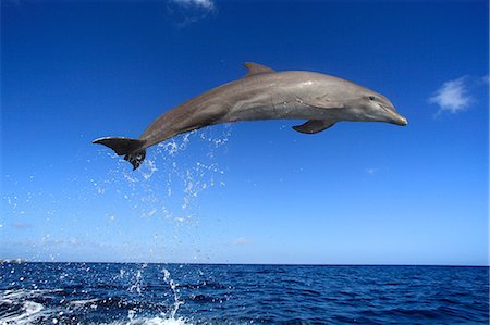 dolphins jumping - Dolphin, Honduras Photographie de stock - Rights-Managed, Code: 859-07310764