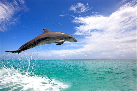 dolphins jumping - Dolphin, Honduras Photographie de stock - Rights-Managed, Code: 859-07310766