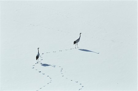 Red-Crowned Cranes Photographie de stock - Rights-Managed, Code: 859-07310776